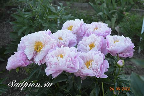 Пион Пинк Чармер/Pink Charmer