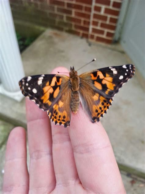 Complete And Incomplete Metamorphosis 2