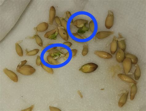 Polyembryonic Seeds From A Sweet Lime Rcitrus