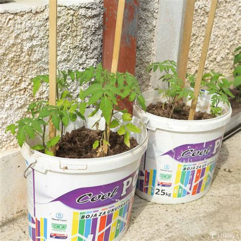 how to grow tomatoes in a container 11