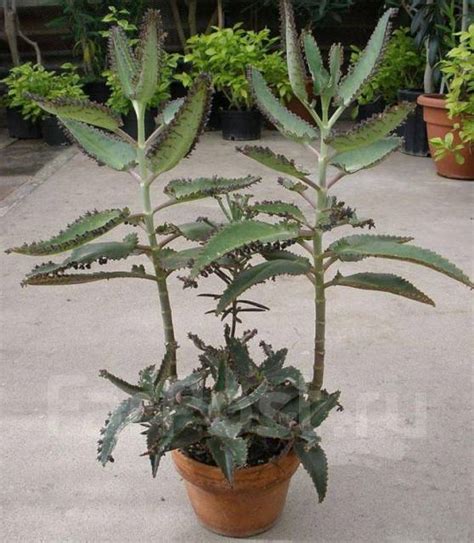 Каланхоэ (Дегремона) Bryophyllum daigremontianum - Растения во Владивостоке