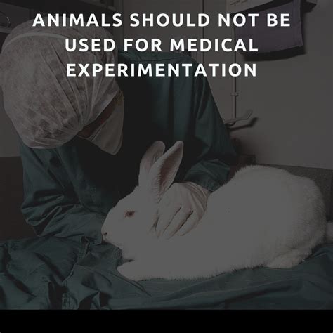 Animals should not be used for medical experimentation - HubPages