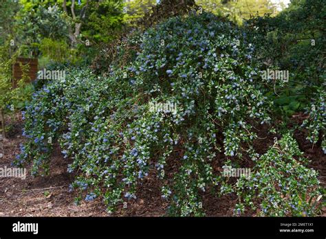 Ceanothus thyrsiflorus var. repens Stock Photo - Alamy