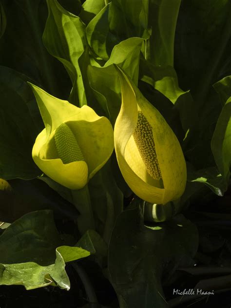 Pretty Plant Not Pretty Name Western Skunk Cabbage Wsu C Flickr