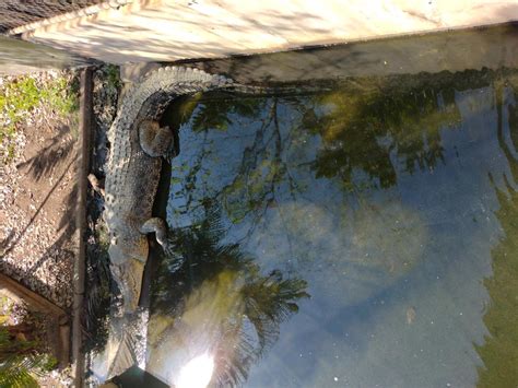 Breeze Darwin city tour and jumping crocodile cruise.