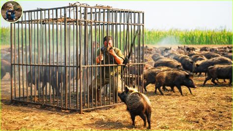 How Do Hunters And Farmers Deal With Millions Of Wild Boars Invasive Crab Farming Documentary