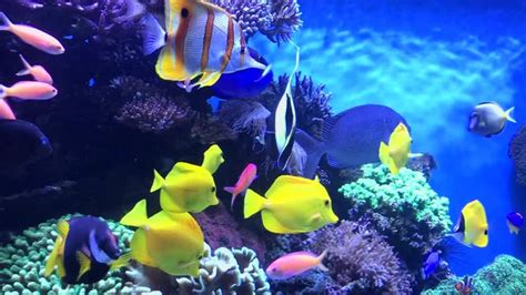 Aquarium Images – Browse 1,554,913 Stock Photos, Vectors, and Video | Adobe Stock