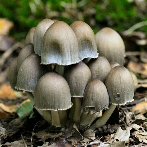 Навозник серый (Coprinus atramentarius (Fr.) Fr.) - лекарственный ...