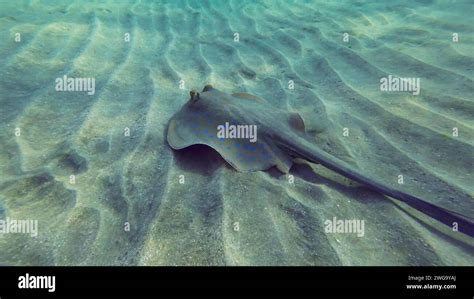 Back Vieew Of Stingray Floating Over Seabed On Sunny Day Blue Spotted