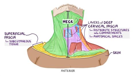 Anatomía Anterior Del Cuello