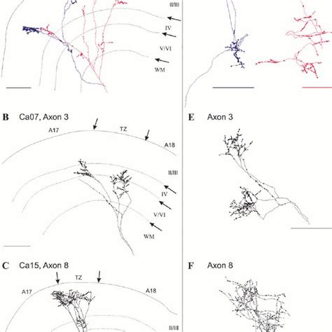 Three Dimensional Reconstructions Of Callosal Axon Terminals In Right Download Scientific