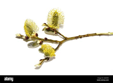 Closeup On Salix Branch With Yellow Pussy Willows On White Background