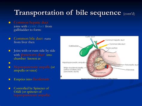 Ppt Digestive System Liver And Biliary Tract Powerpoint Presentation