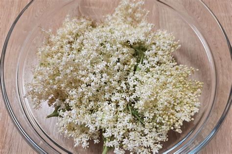 Цвет бузины