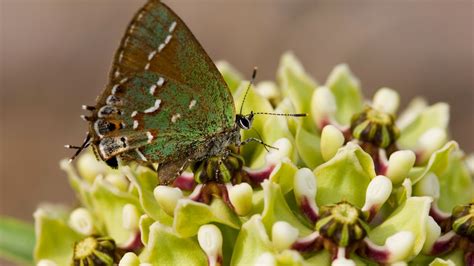 Why You Should Add Native Plants To Your Garden National Geographic