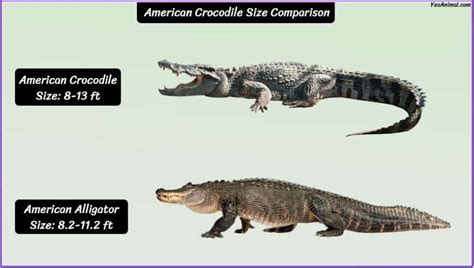 American Crocodile Size: How Big Are They Compared To Others