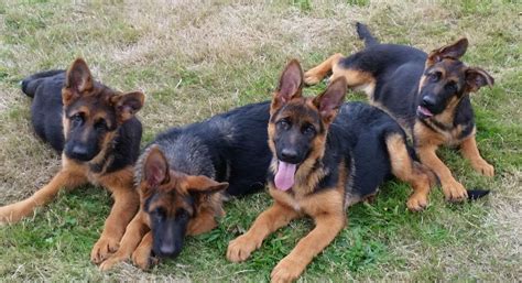 Chiot Elevage Du Val Desquein Eleveur De Chiens Berger Allemand