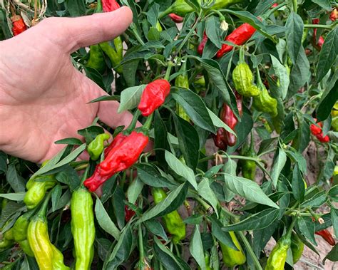 how long do peppers take to germinate