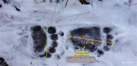 Grizzly vs Black Bear Tracks: A Careful Look - Winterberry Wildlife