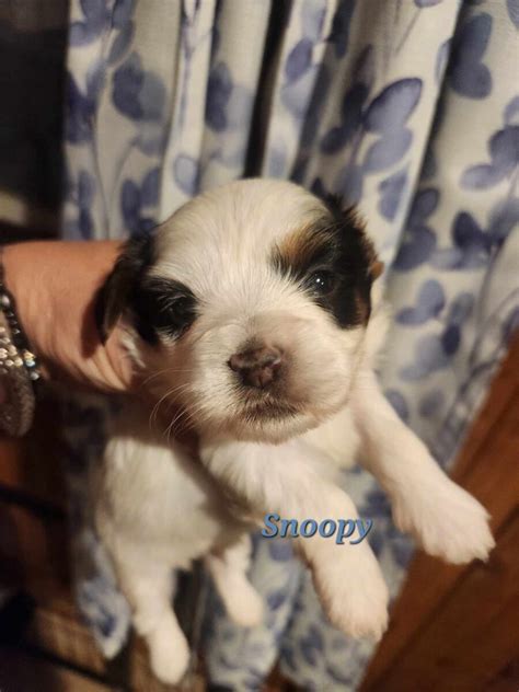 Shih Poo Breed Info Available Puppies By Barb S Precious Pups