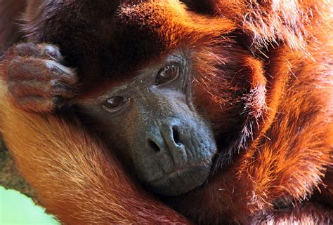 Рыжий или красный ревун (лат. Alouatta seniculus)