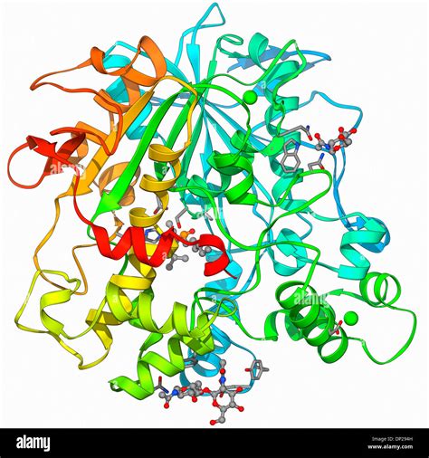 Lipase Enzyme Structure