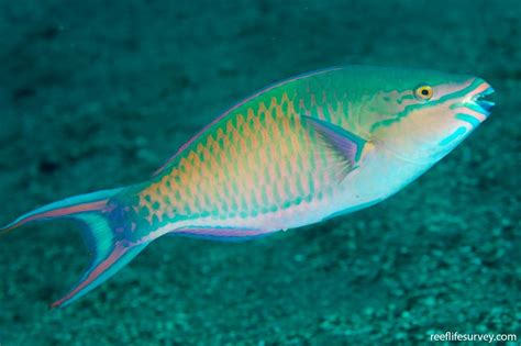 Scarus Tricolor Tricolour Parrotfish Reef Life Survey