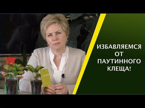 КАК ИЗБАВИТЬСЯ ОТ ПАУТИННОГО КЛЕЩА! - YouTube