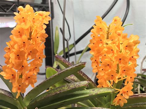 Vanda garayi | Houston Orchid Society | Conservation | Preservation