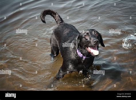 Wet Labrador Retriever Standing In Water Stock Photo Alamy