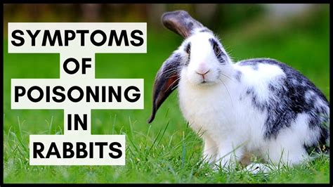 Symptoms Of Poisoning In Rabbits Youtube