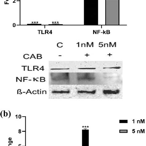 A Rt Pcr And Western Blot Results Of Tlr4 And Nf κb Expression In