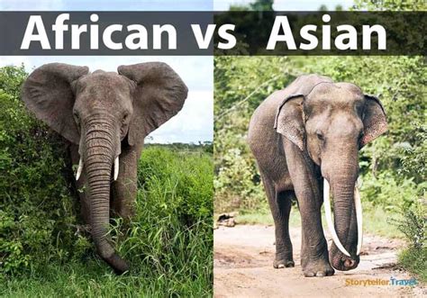 African Vs Asian Elephants Key Differences Compared Storyteller