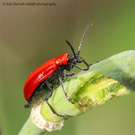 Red Lily Beetle Garden Handheld In Natural Light Bob Hurrell