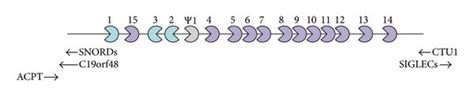 Klk Gene Cluster And Schematic Representation Of The Human Klk Gene And