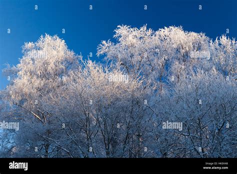 hoarfrost trees  blue sky stock photo alamy