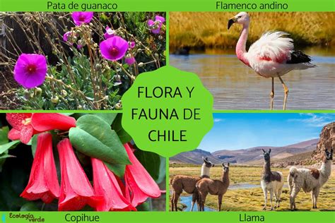 FLORA y FAUNA de CHILE Características y ejemplos