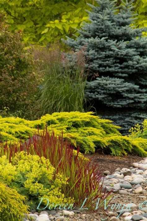 Wonderful Evergreen Grasses Landscaping Ideas 42 Evergreen Landscape Grasses Landscaping