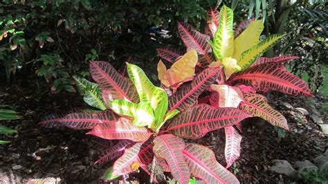 Nervia Palmpedia Palm Growers Guide