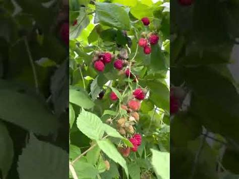 Самая крупная малина Вайолет - YouTube