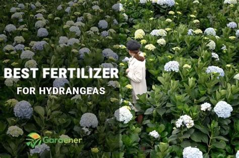 🥇 Best Fertilizer For Hydrangeas Reviews And Buyers Guide