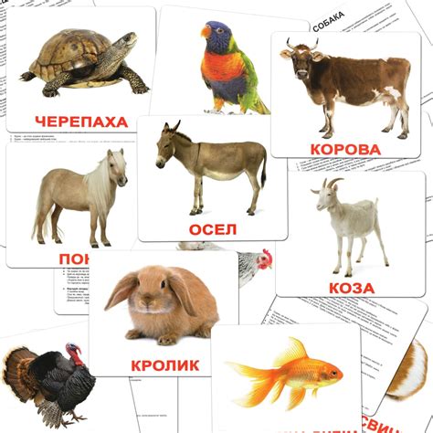 Подарочный набор карточек Домана "Мир животных" на рус. Вундеркинд с ...