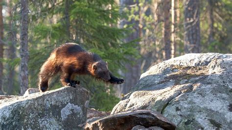 Wolverine Fact Sheet | Blog | Nature | PBS