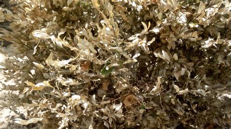 В России почти полностью уничтожены реликтовые самшитовые леса