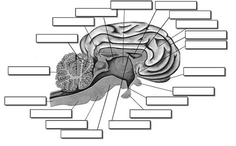 Label The Structures Of The Sheep Brain