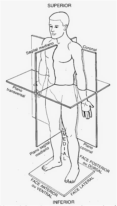 O Corpo Humano Se Divide Em Quantas Partes - Anatomia Humana: DIVISÃO DO CORPO HUMANO