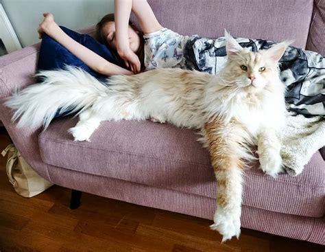 Maine Coon Saiba Tudo Sobre O Maior Gato Do Mundo