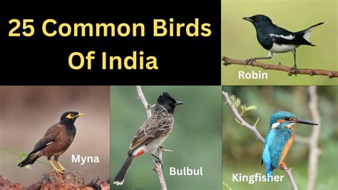 Common Birds Of India Youtube