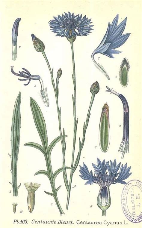 Le bleuet des champs (Centaurea cyanus) | Dessins botaniques ...