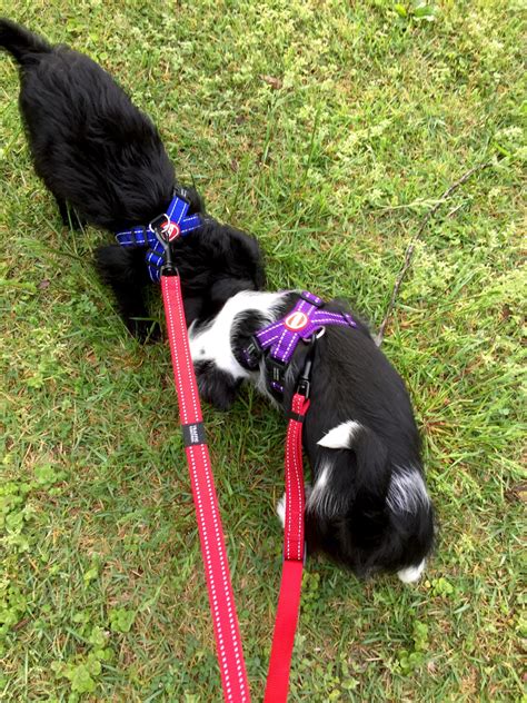 New Puppies Need the Best Puppy Accessories - My Four and MoreMy Four